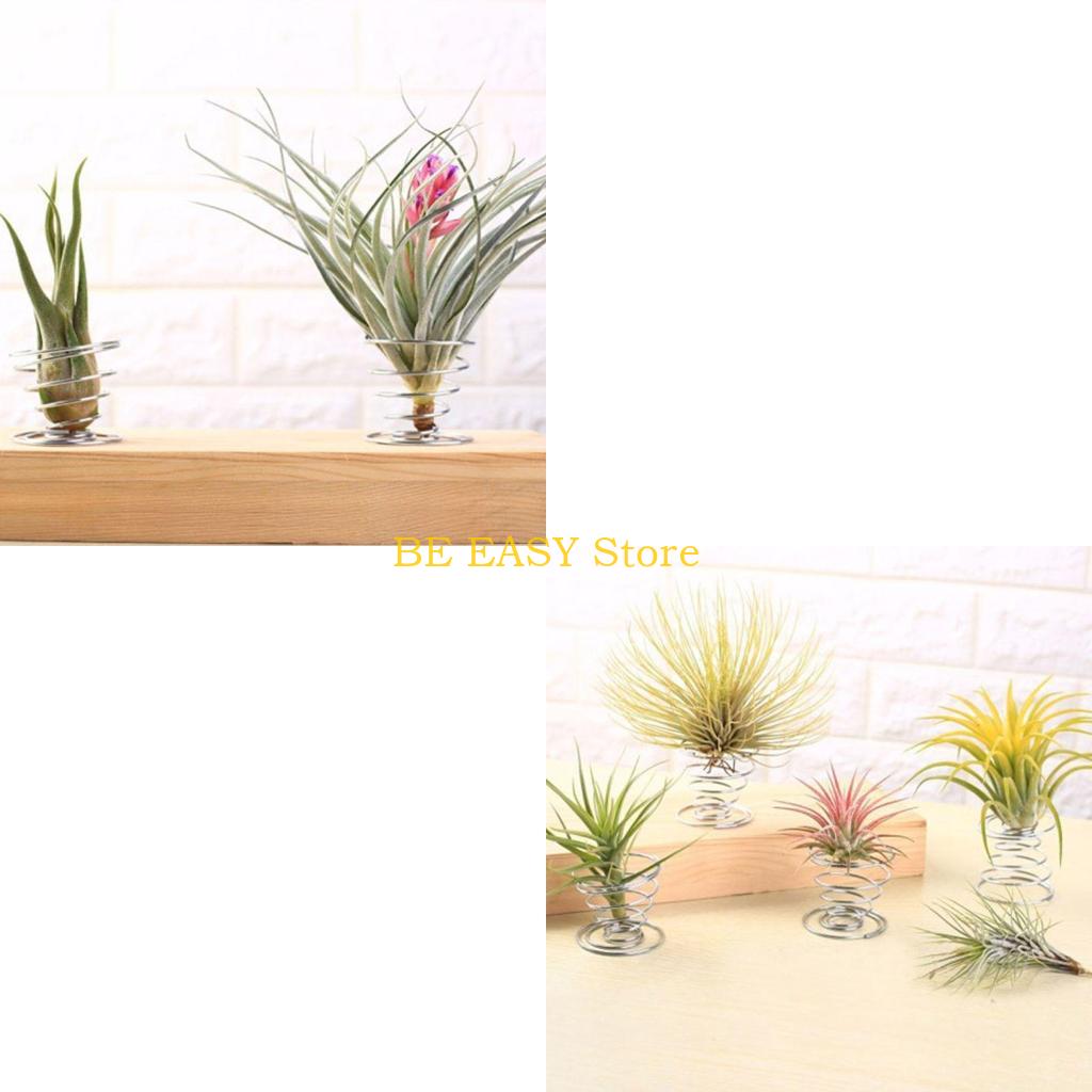 Air Plant Tillandsia - E28F Bộ 20 Cây Sống Nhiệt