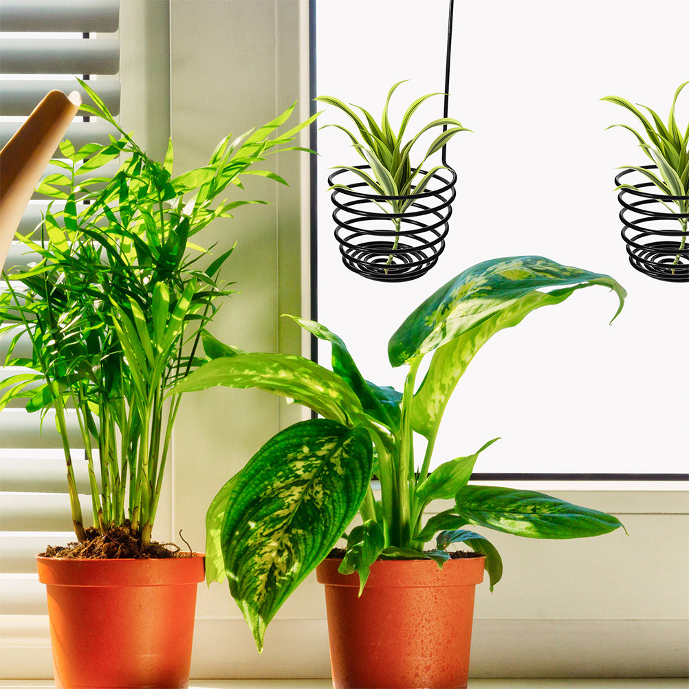 3Pcs Sturdy Metal Spiral Air P - đánh giá và giá Air Plant Tillandsia