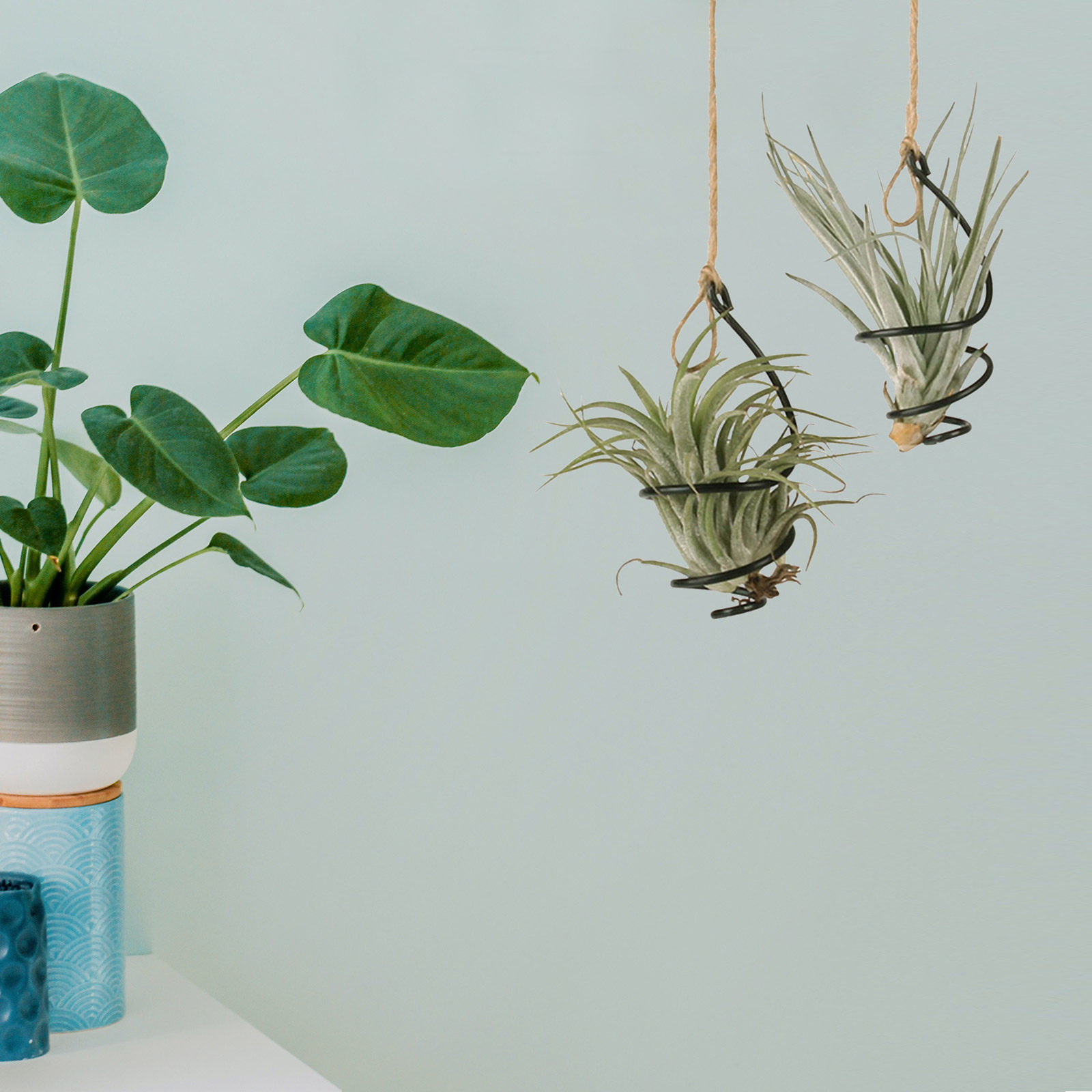 12Set Air Plant Holder Spiral  - đánh giá và giá Air Plant Tillandsia