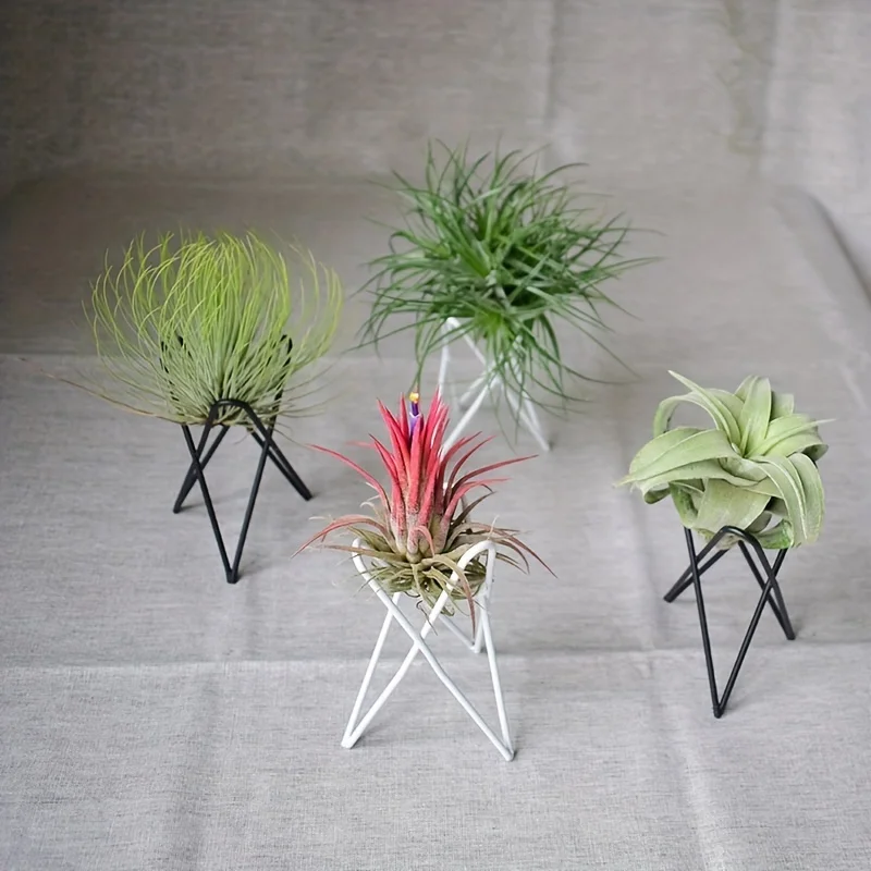 1Pcs Creative Plants lron Brac - đánh giá và giá Air Plant Tillandsia