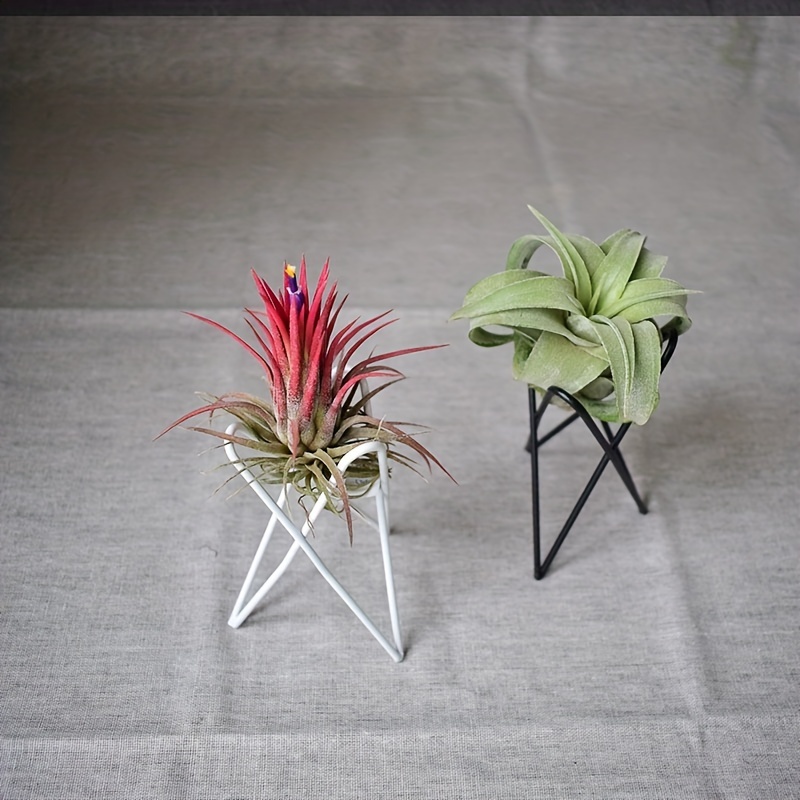 1Pcs Creative Plants lron Brac - đánh giá và giá Air Plant Tillandsia