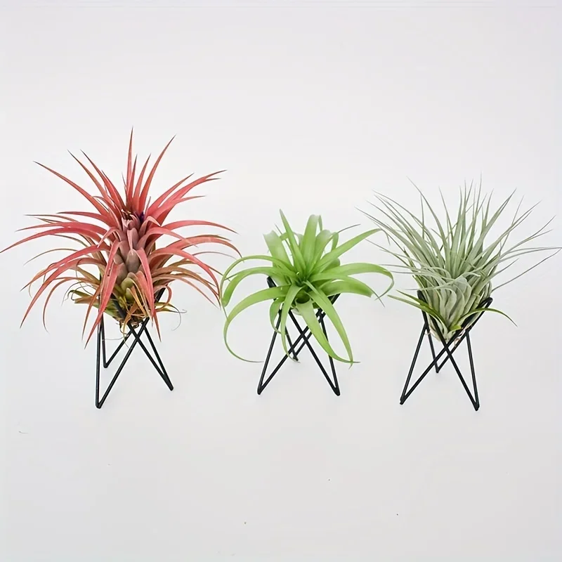 1Pcs Creative Plants lron Brac - đánh giá và giá Air Plant Tillandsia