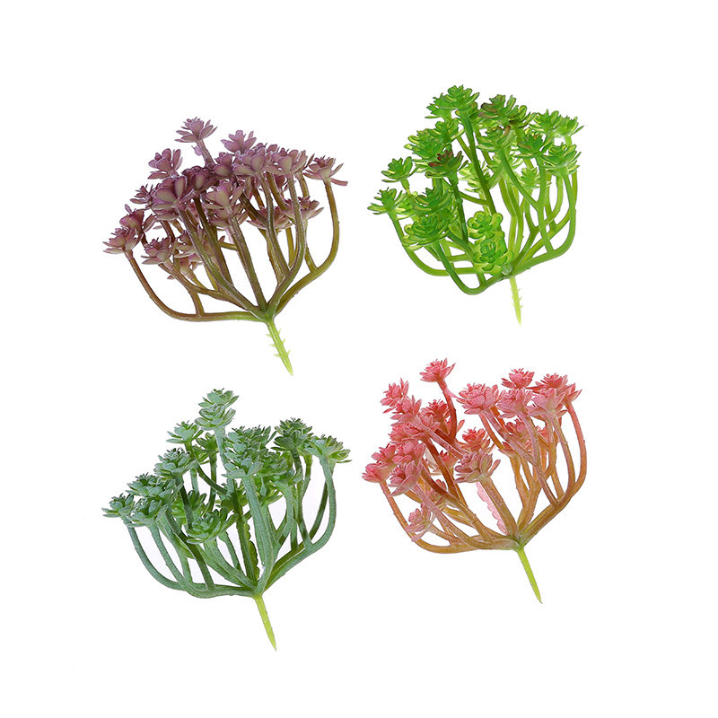 Wusmart Large Xian Ren Ke Arti - đánh giá và giá Succulent Arrangement Mini