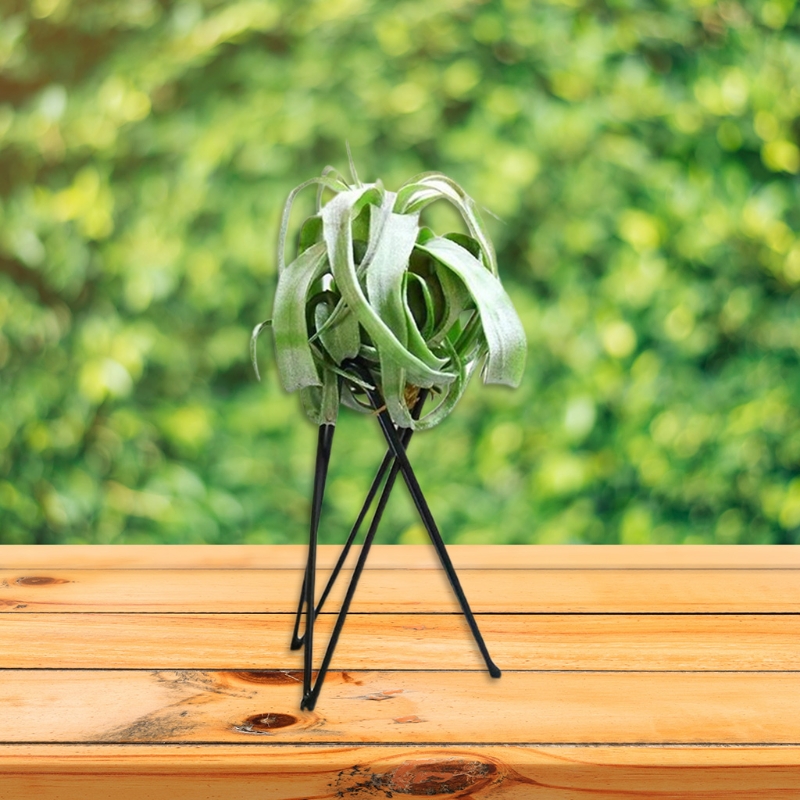 Không Vật Có Giá Đỡ Kim Loại H - đánh giá và giá Air Plant Tillandsia