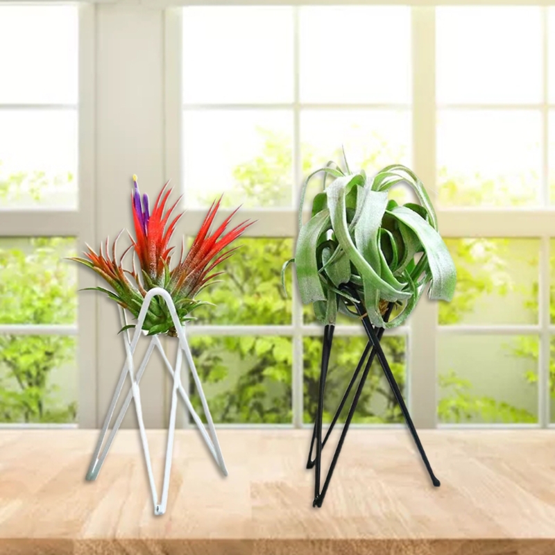 Không Vật Có Giá Đỡ Kim Loại H - đánh giá và giá Air Plant Tillandsia