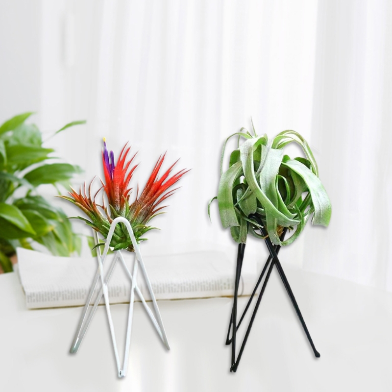 Không Vật Có Giá Đỡ Kim Loại H - đánh giá và giá Air Plant Tillandsia