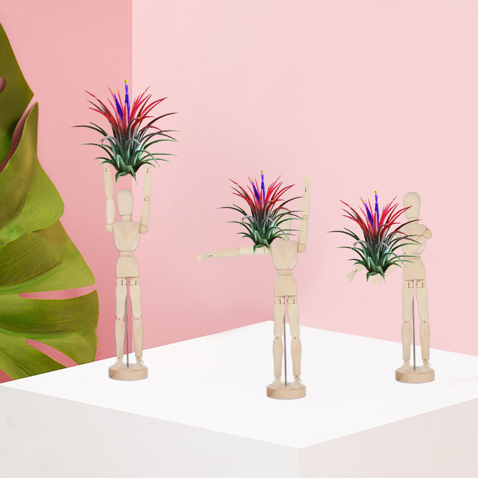 Wooden Air Plant Holder Joint  - đánh giá và giá Air Plant Tillandsia